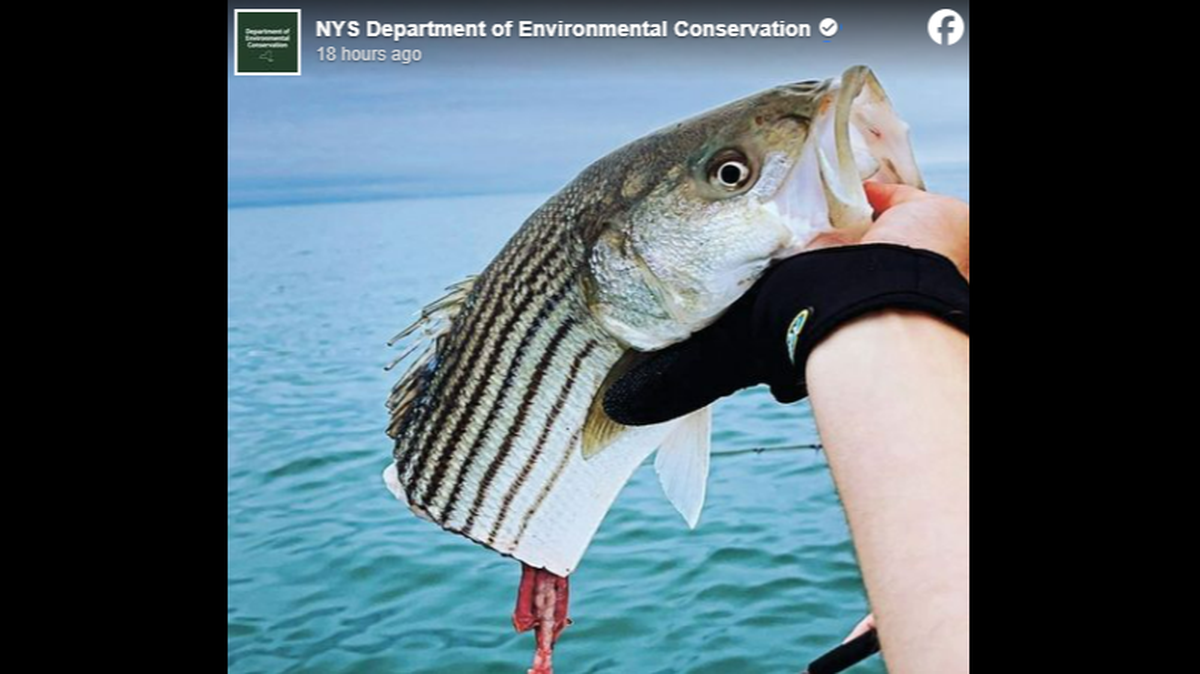 A survey conducted by researchers at the University of Massachusetts Amherst is asking saltwater anglers to share details of fish that were eaten off their lines on the continental shelf between North Carolina and Maine.