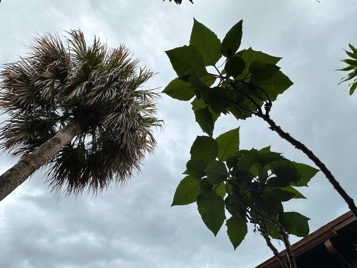 Expect stormy skies and little sun in South Florida from July 14 to at least July 16, 2025.