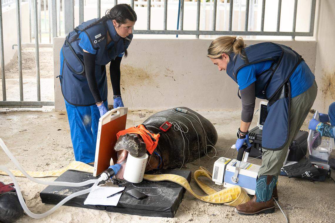 Zoo Miami Associate Veterinarian Dr. Marisa Bezjian takes a radiograph of Aubergine with the assistance of Veterinary Technician, Dianna Gutierrez