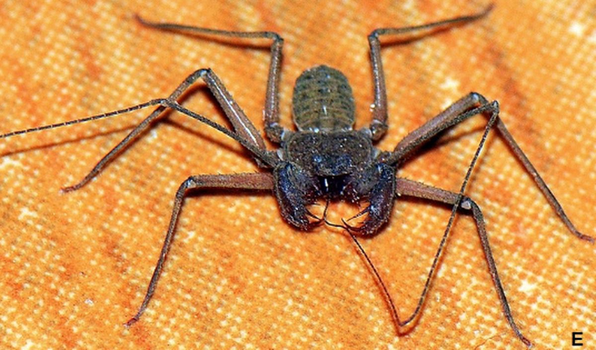 Citizen science reports of the critters helped researchers establish its range on Cyprus.