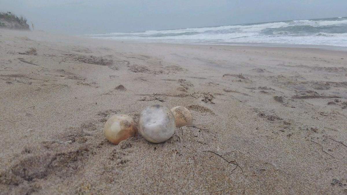 Sea turtles will lay their eggs in pits dug on beaches, but storms occasionally destroy the nests, bringing the eggs to the surface, experts say. These are not the eggs found in a van in Beverly Beach, Florida.