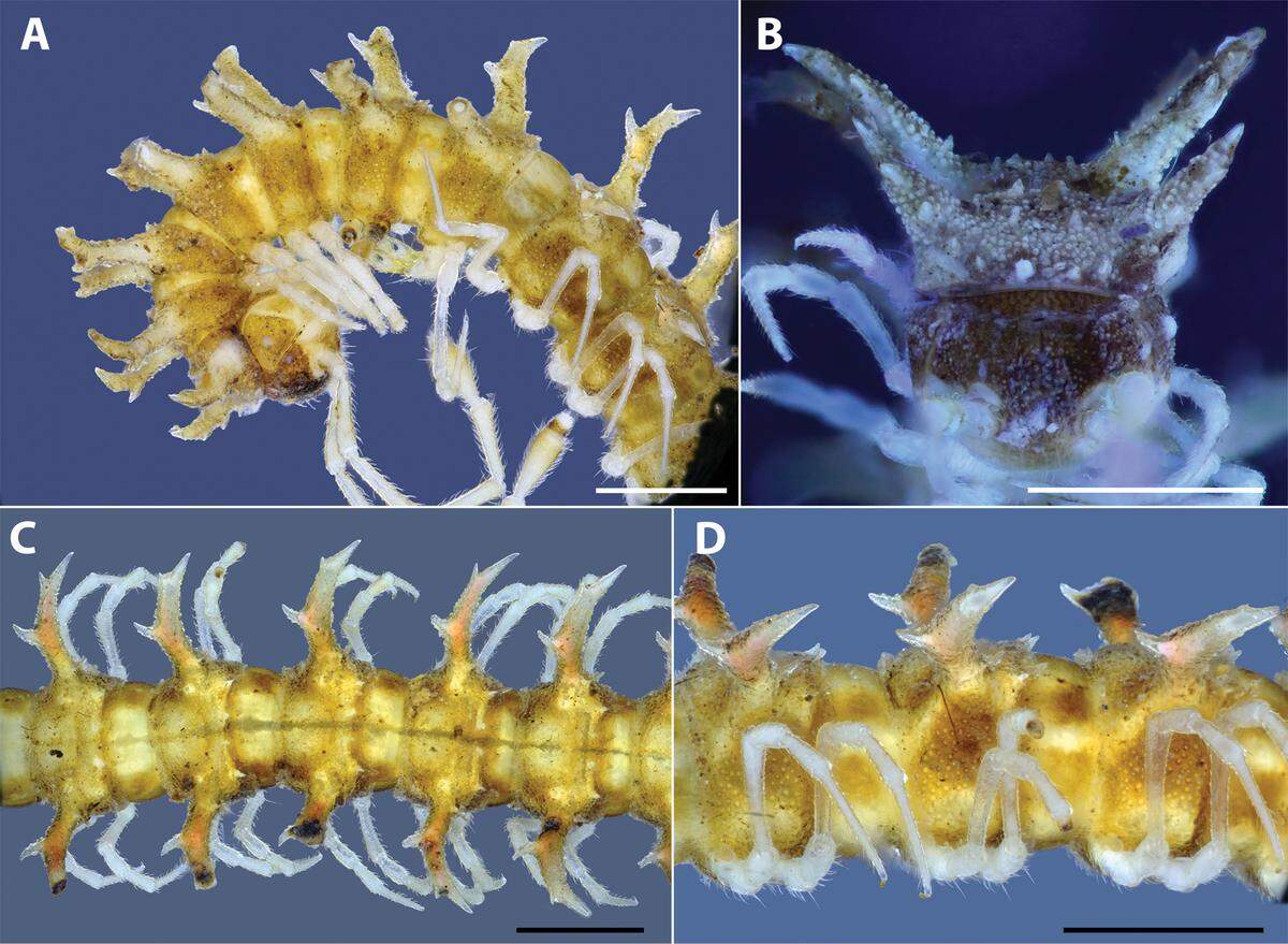 The Borealis dragon millipede has shorter spines than the other new species.