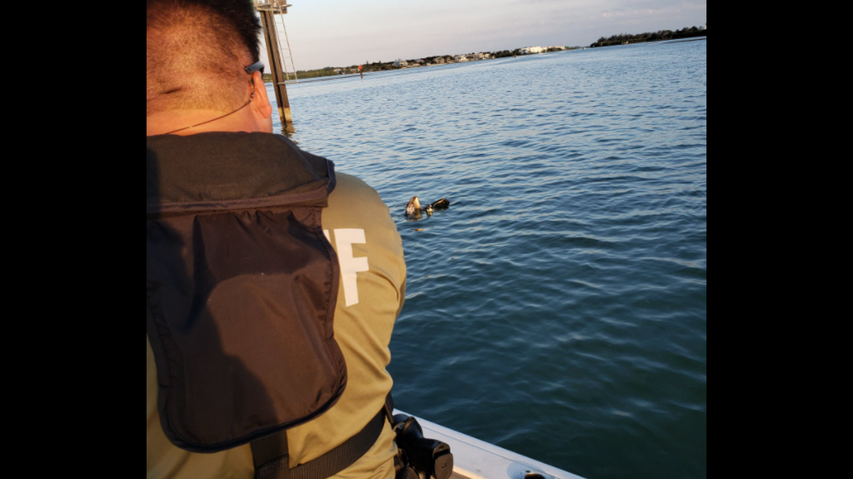 A deputy from the Charlotte County Sheriff’s Office rescued a bird off Palm Island