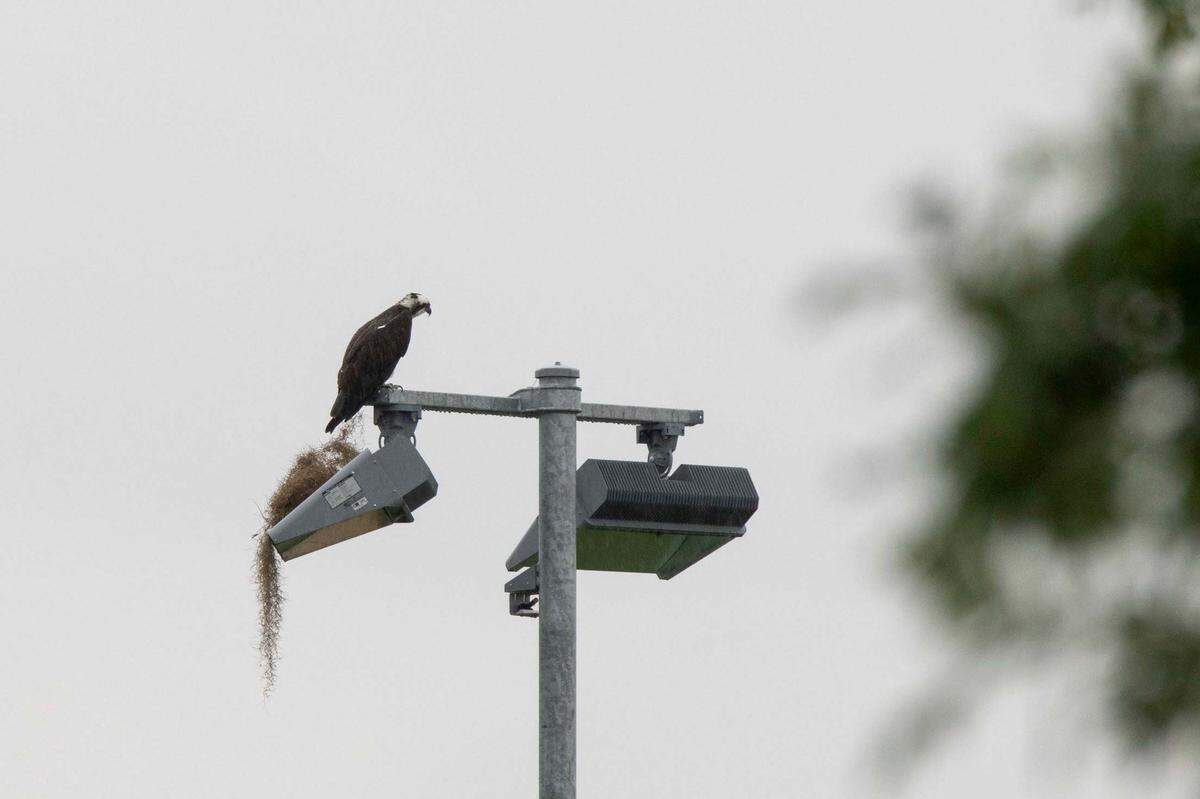 Osprey perched atop a light post at UF’s Southwest Recreation Center. Photo taken 03-27-24