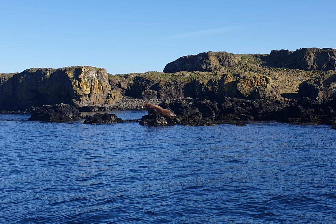 The walrus sitting along the rocks off the coast of Scotland.