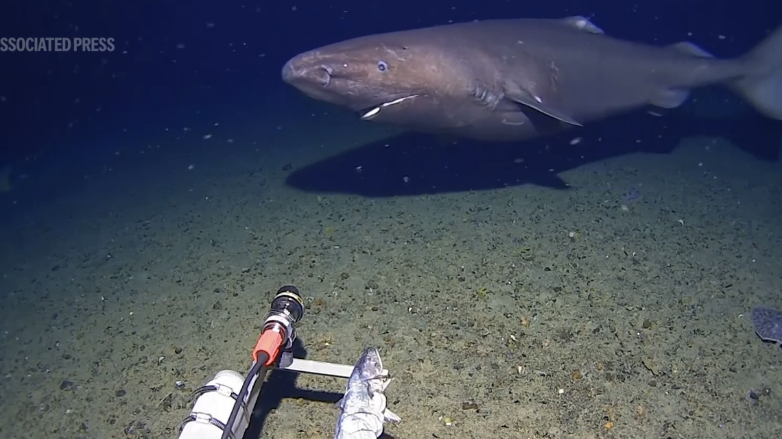 Associated Press/Minderoo-UWA Deep-Sea Research Centre