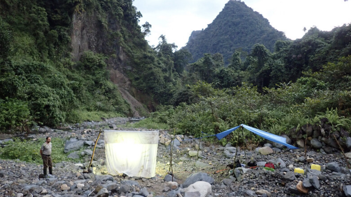 Merlijn Jocque/Re:wild