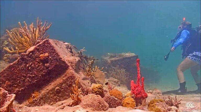 How hearty corals near Port Miami could help Florida’s reefs adapt to climate change