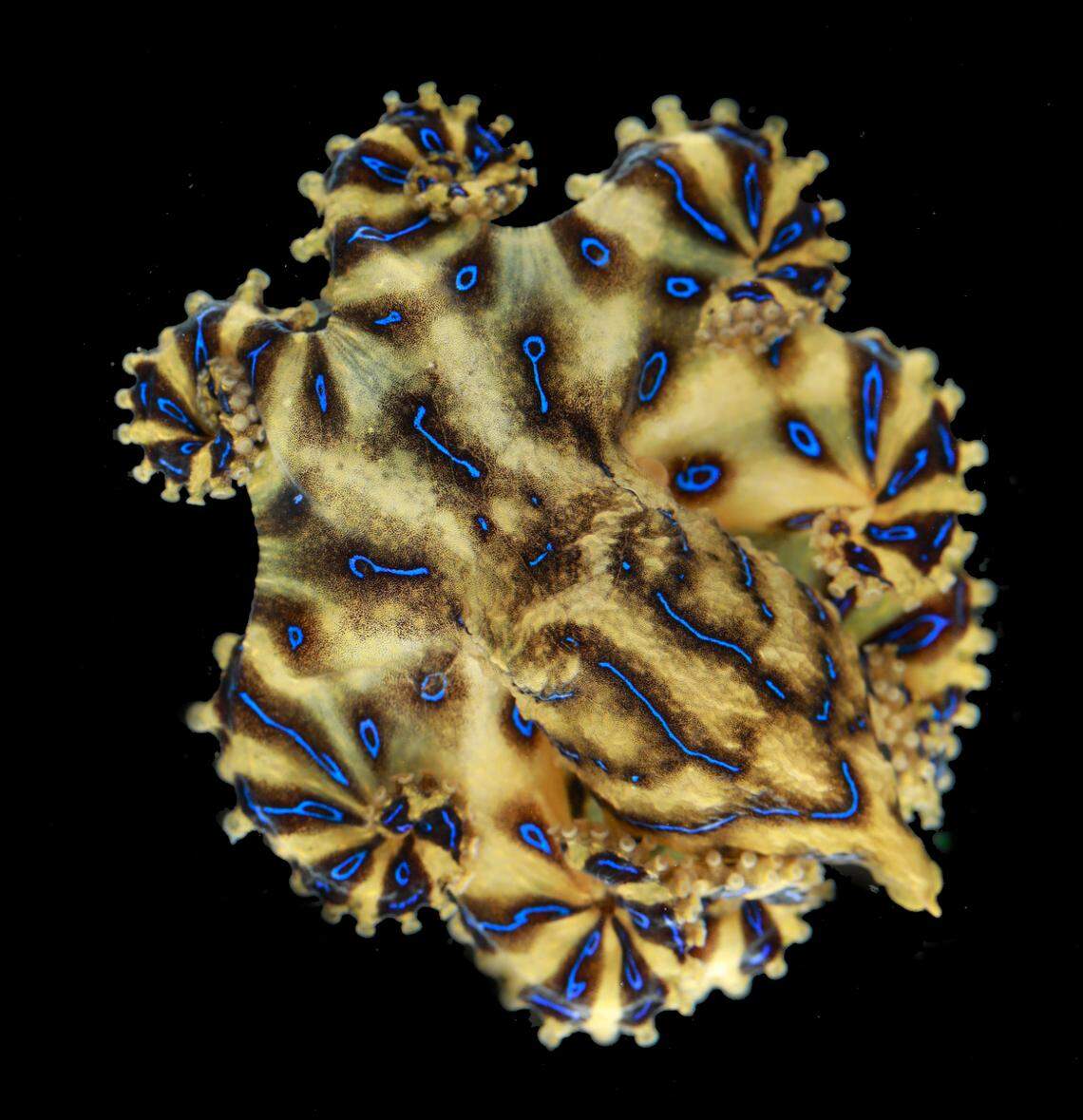 The animals are brown, but flash a vibrant blue when threatened.