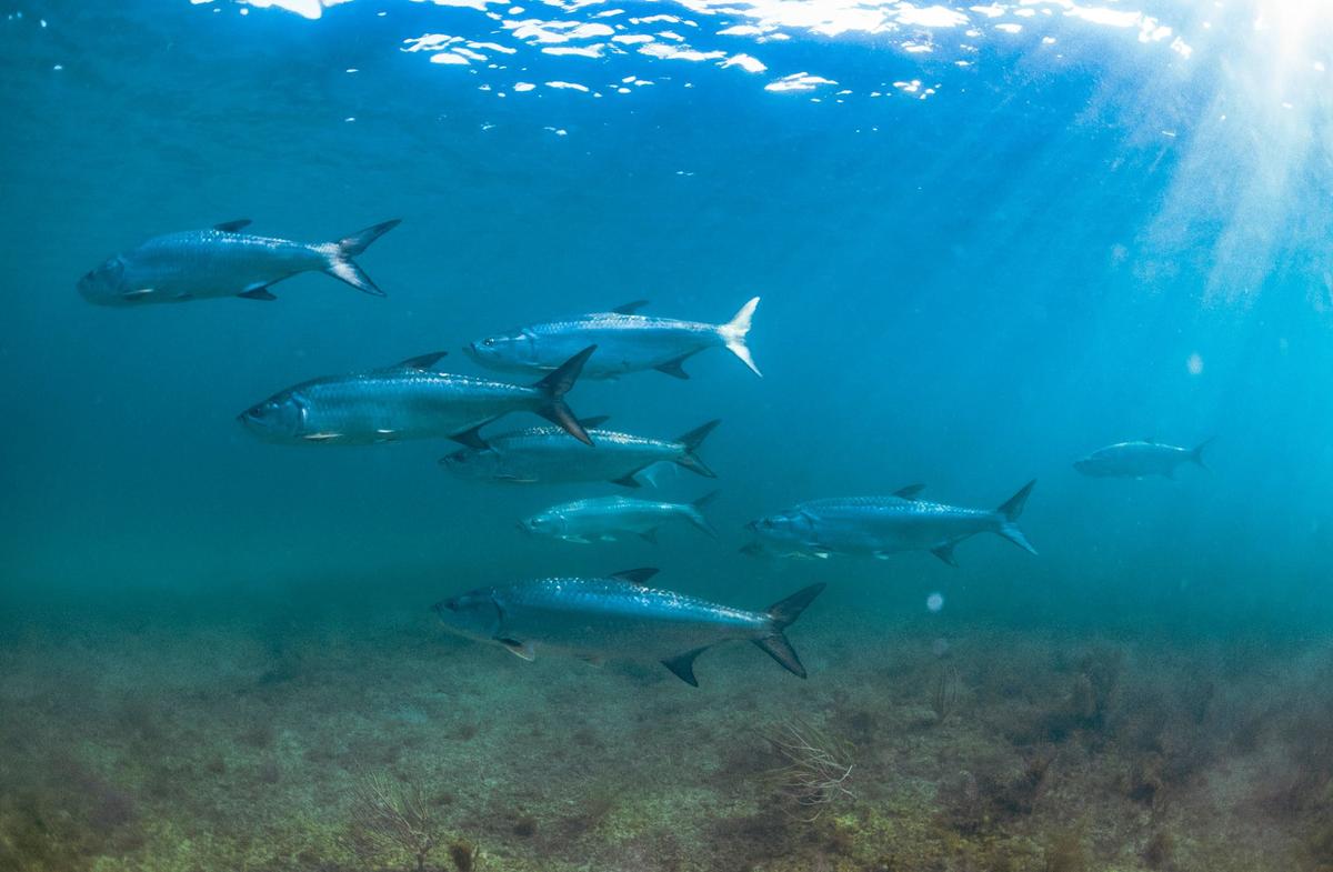 Un grupo de sábalos nadando por el agua durante una inmersión en un arrecife frente a South Beach el miércoles 29 de mayo de 2024, en Miami. Patrick Breshike y David Grieser están trabajando para proteger la zona moviendo las boyas más allá del arrecife para que los navegantes no anclen en la zona.