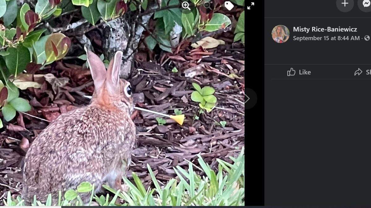 Conejo herido en Parkland, Florida/Facebook
