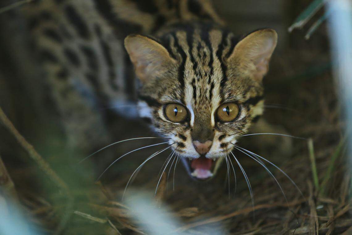 The marbled cats are elusive, and much is still unknown about their habits.