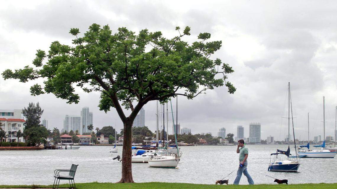 A Miami Beach resident walks his dogs at Maurice Gibb Memorial Park, formerly known as Island View Park. The city plans to designate the park a brownfield site in order to get federal funding to help with cleanup efforts.