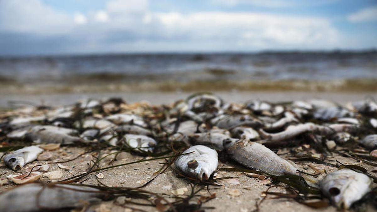 Red tide caused widespread fish kills on Florida’s Gulf Coast beaches last summer, including this one on Sanibel.