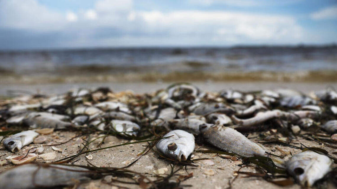 What’s going on with red tide research? You asked, we answered