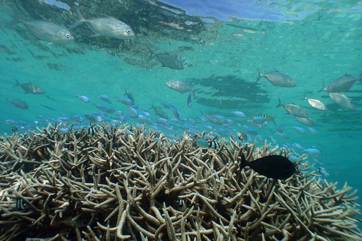 Staghorn coral, which is protected under the federal Endangered Species Act, provides an important habitat for other reef animals, particularly fish.