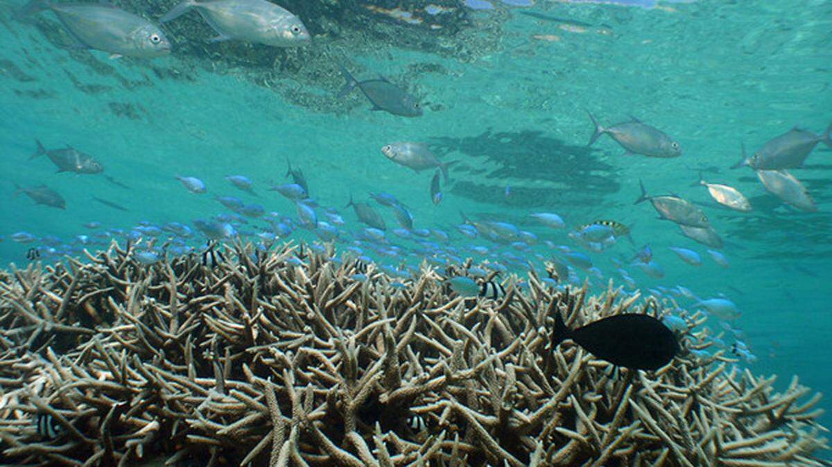 El coral cuerno de ciervo, protegido por la Ley Federal de Especies en Peligro de Extinción, es un importante hábitat para otros animales del arrecife, en particular los peces.