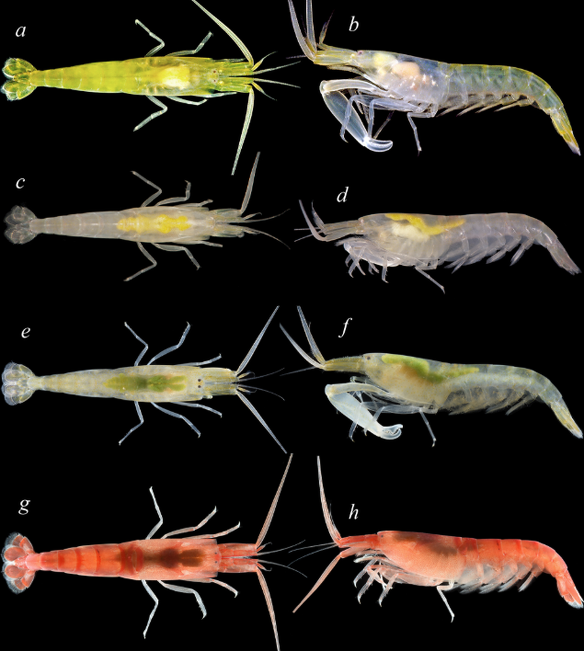 One claw is significantly larger than the other, and it is used to make a loud sound.