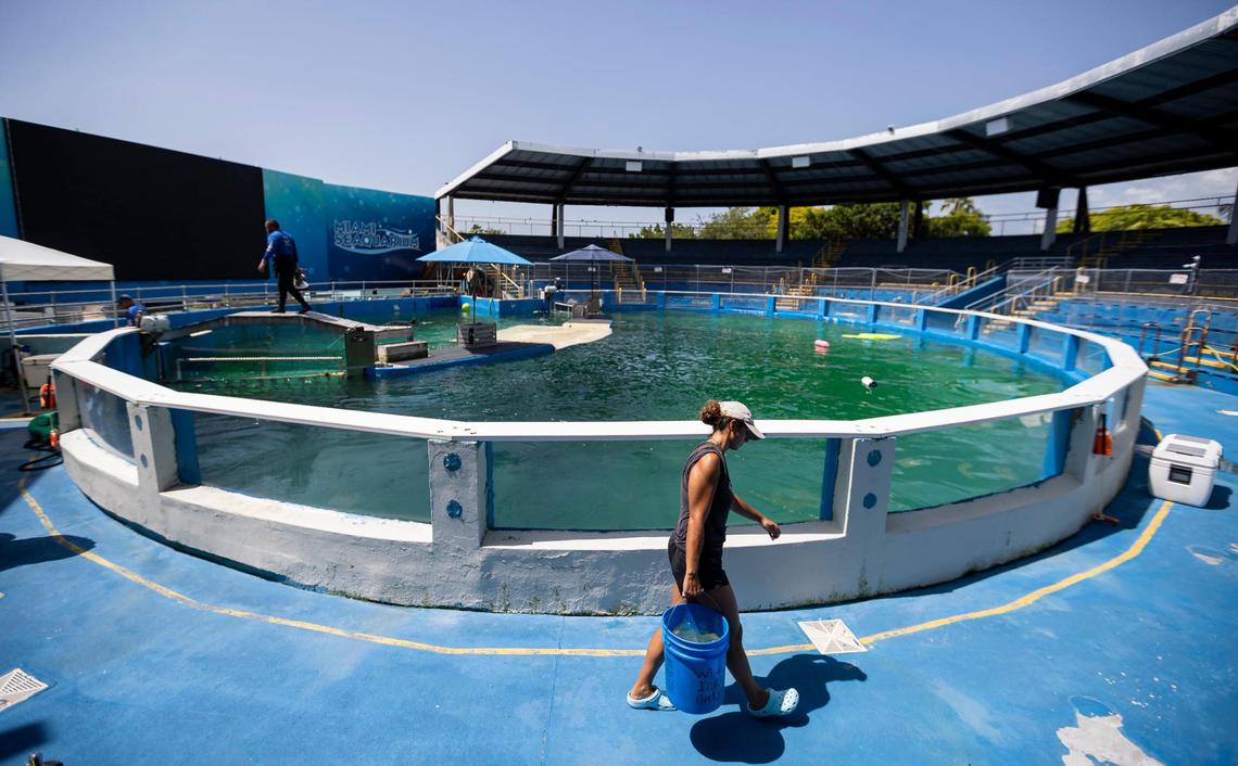 Kyra Wadsworth, a trainer at the Miami Seaquarium, is seen working near Lolita the killer whale’s stadium tank on Saturday, July 8, 2023, in Miami, Fla. After officials announced plans to move Lolita from the Seaquarium, trainers and veterinarians are now working to prepare her for the move.