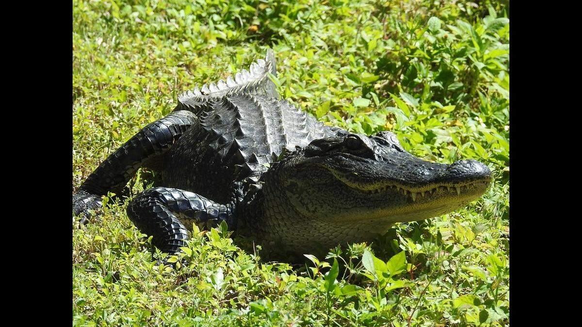 Alligators live in all 67 Florida counties and can grow to 14 feet in the wild. Investigators have not released details on the size of the alligator that bit a Daytona Beach man March 4.