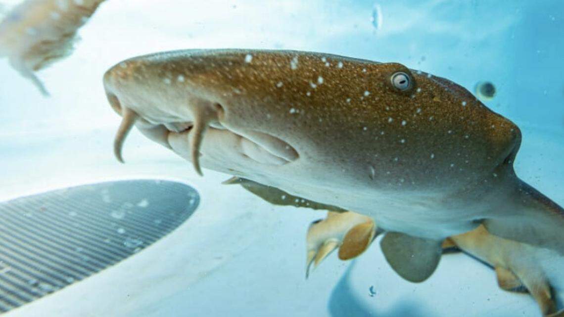 Shark antibodies may protect against COVID-19 infections, it’s variants, such as delta, and future coronavirus outbreaks, according to new research published. 