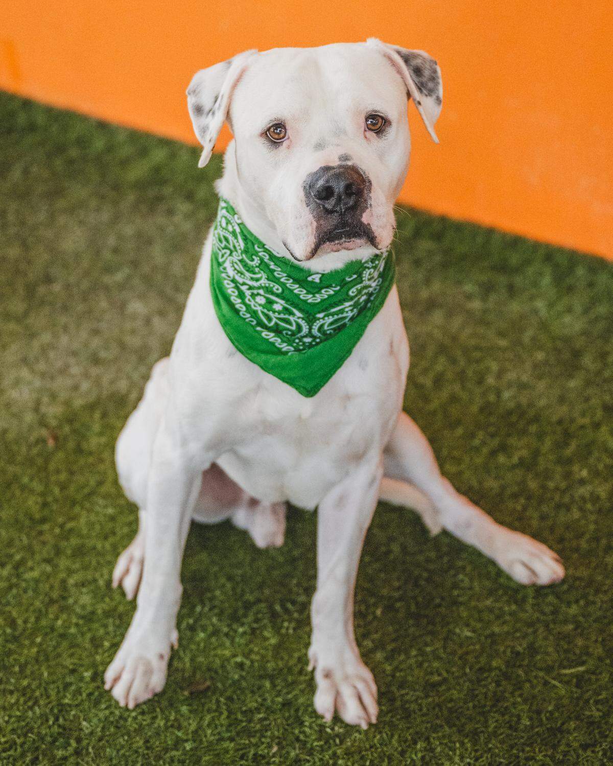 Meet Pablo #A2462170, the gentle and shy 4-year-old American bulldog who’s been patiently waiting at the shelter since May. This sweet boy has participated in playgroup activities but prefers the company of lower energy dogs. With his calm and gentle demeanor, Pablo is looking for a loving home where he can feel safe and comfortable. If you’re interested in adopting Pablo, please stop by our shelter and ask for a meet and greet!