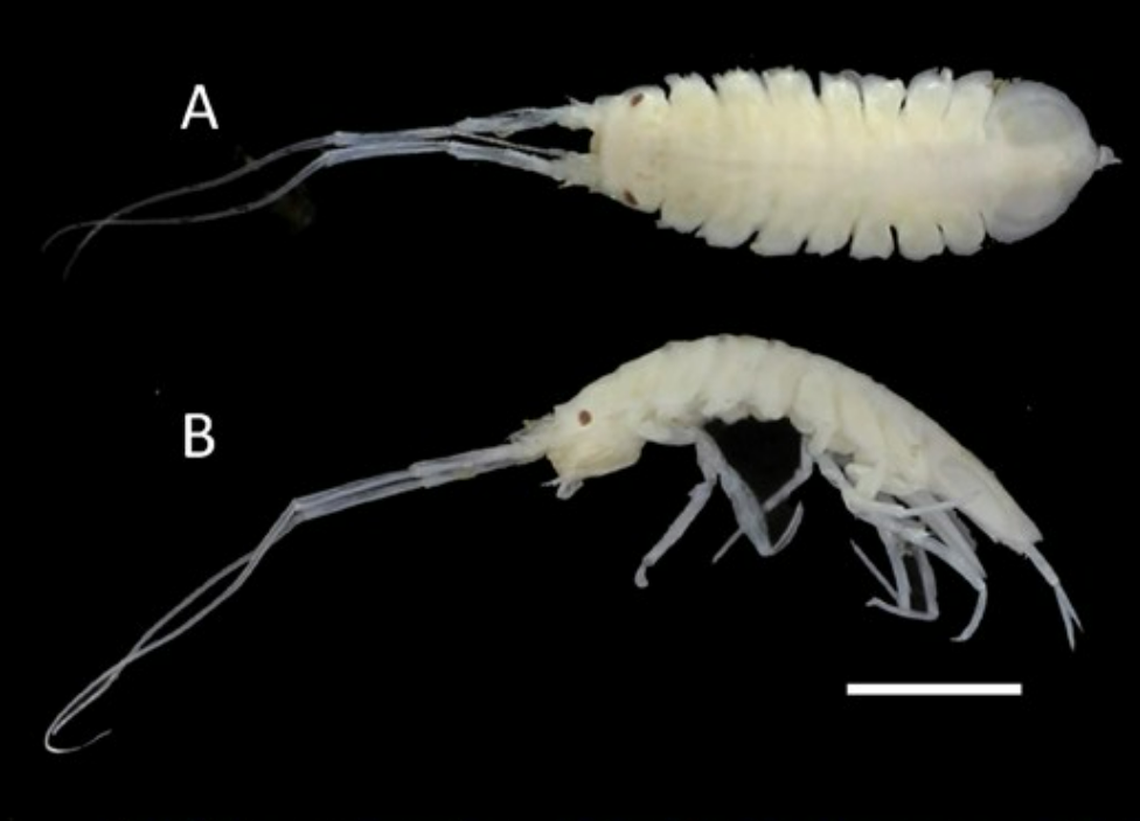 A close-up photo shows Janiralata plana.