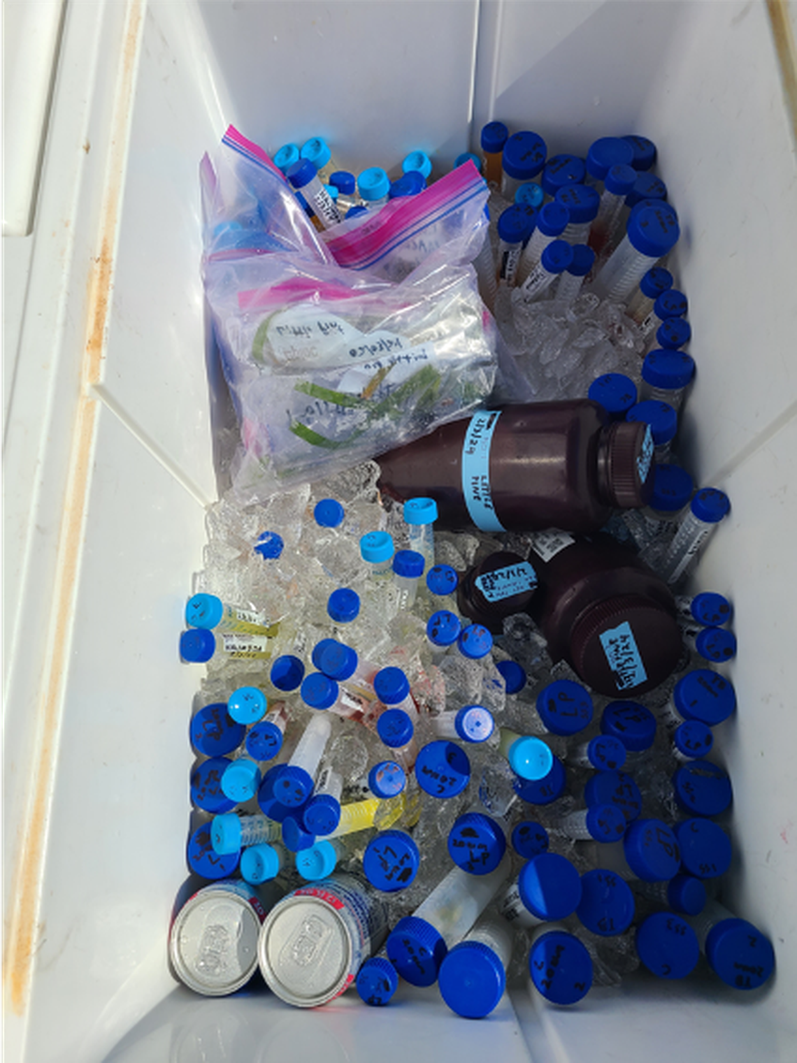 Vials of water and fish tissue samples are placed in a container. The samples were taken from fish and the waters off the Lower Florida Keys, where scientists have been investigating a fish kill since November 2023.