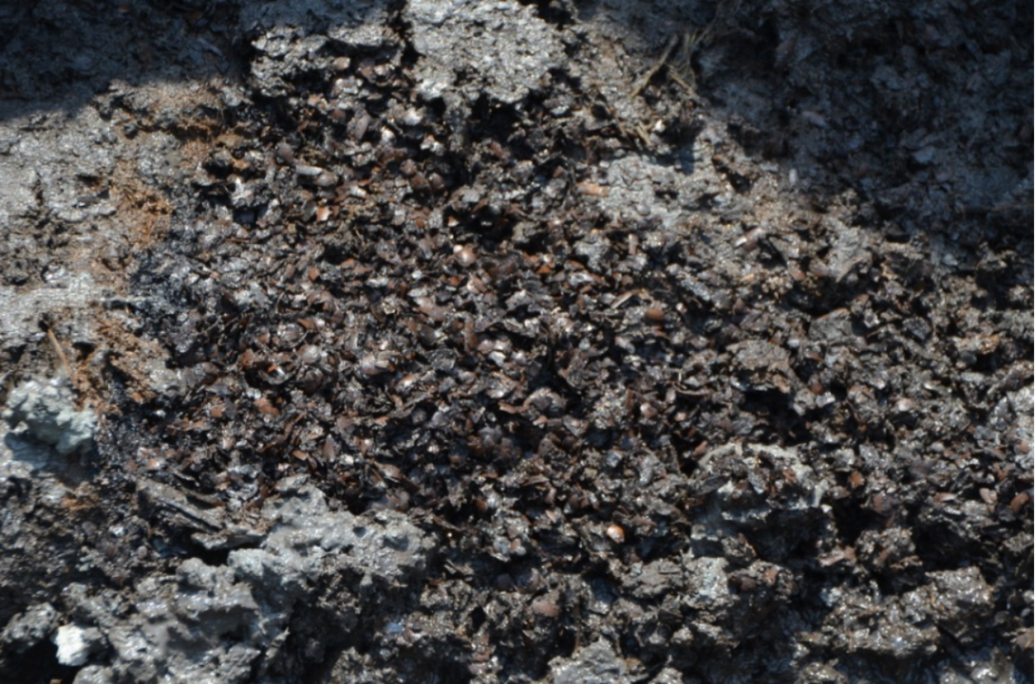 The acorns found in one of the storage pits.