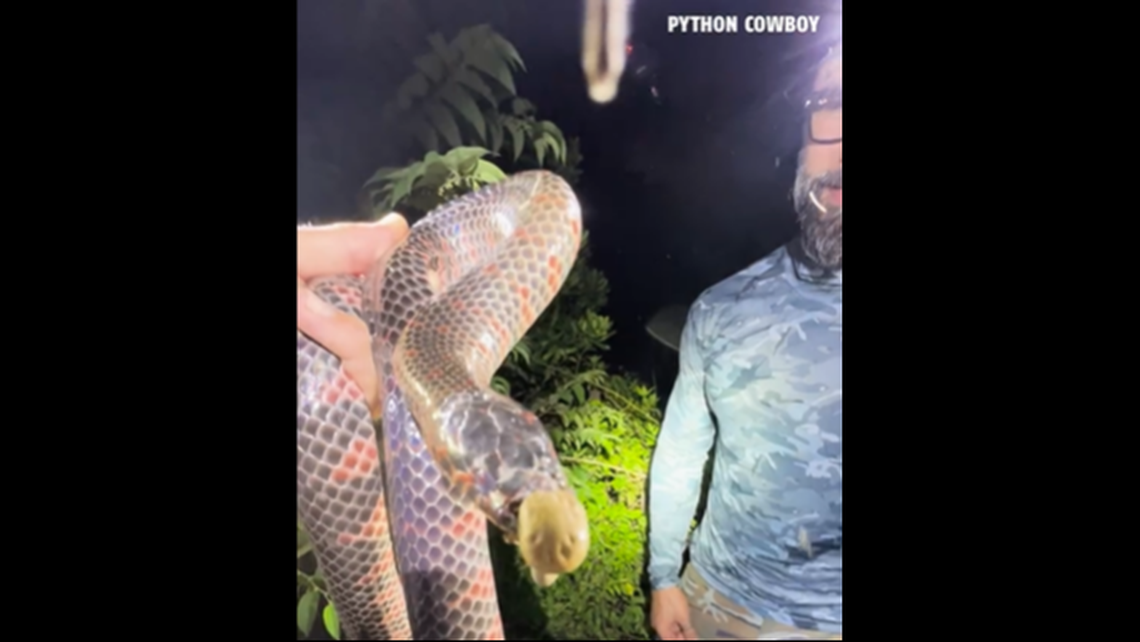 The snake had nearly 10 ticks on its face, the largest of which was dangling from its nose, video shows.