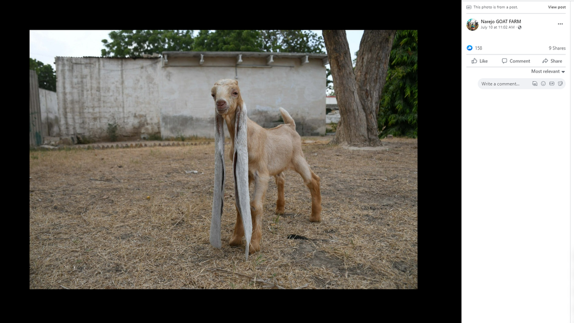 Simba, a baby goat bred by Mohammad Hassan Narejo of Narejo Goat Farm in Karachi, Pakistan, may set a Guinness World Record for his long ears.