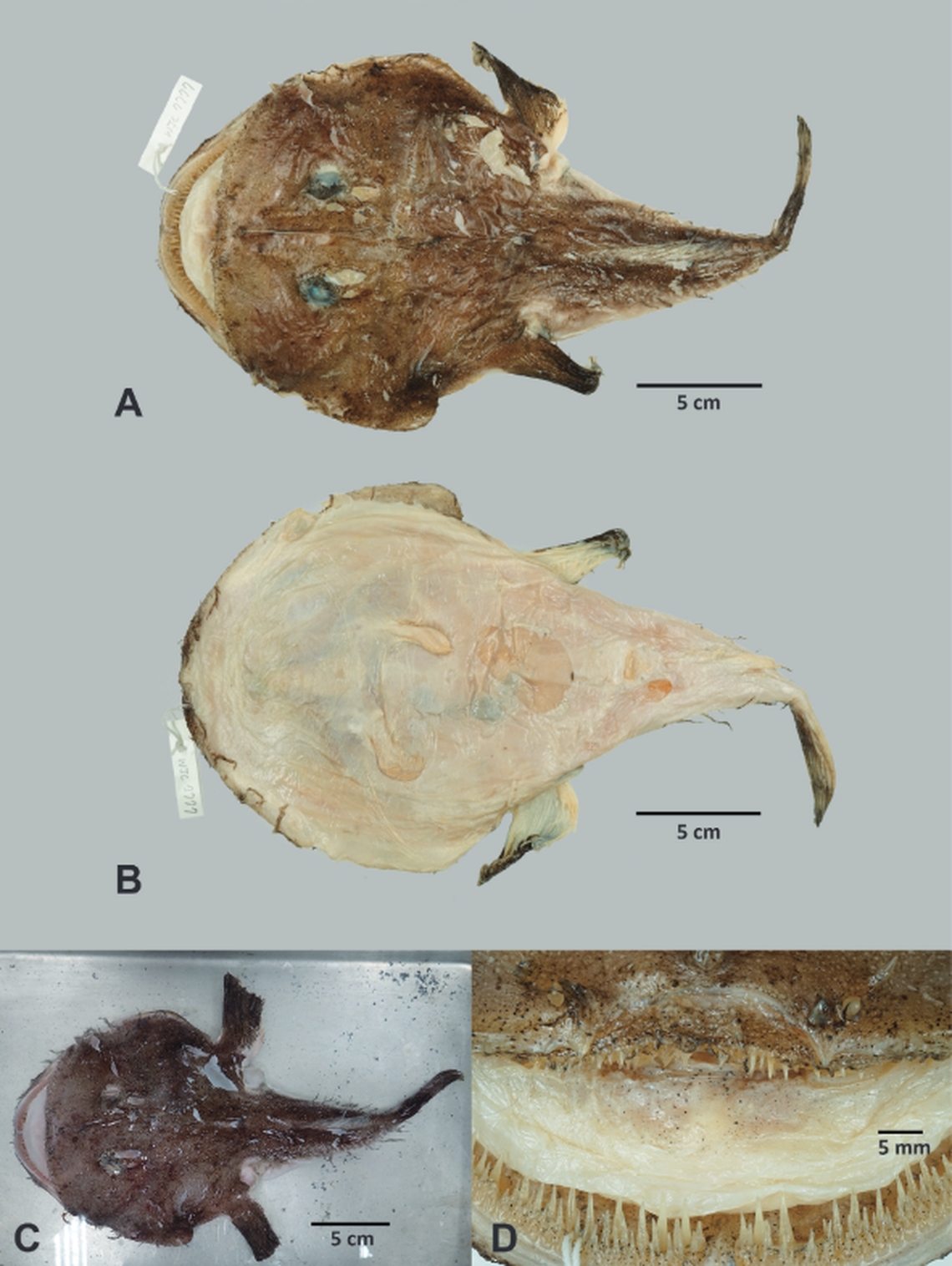 L. immaculioralis has a reddish brown color on the outside but a light color inside the mouth.