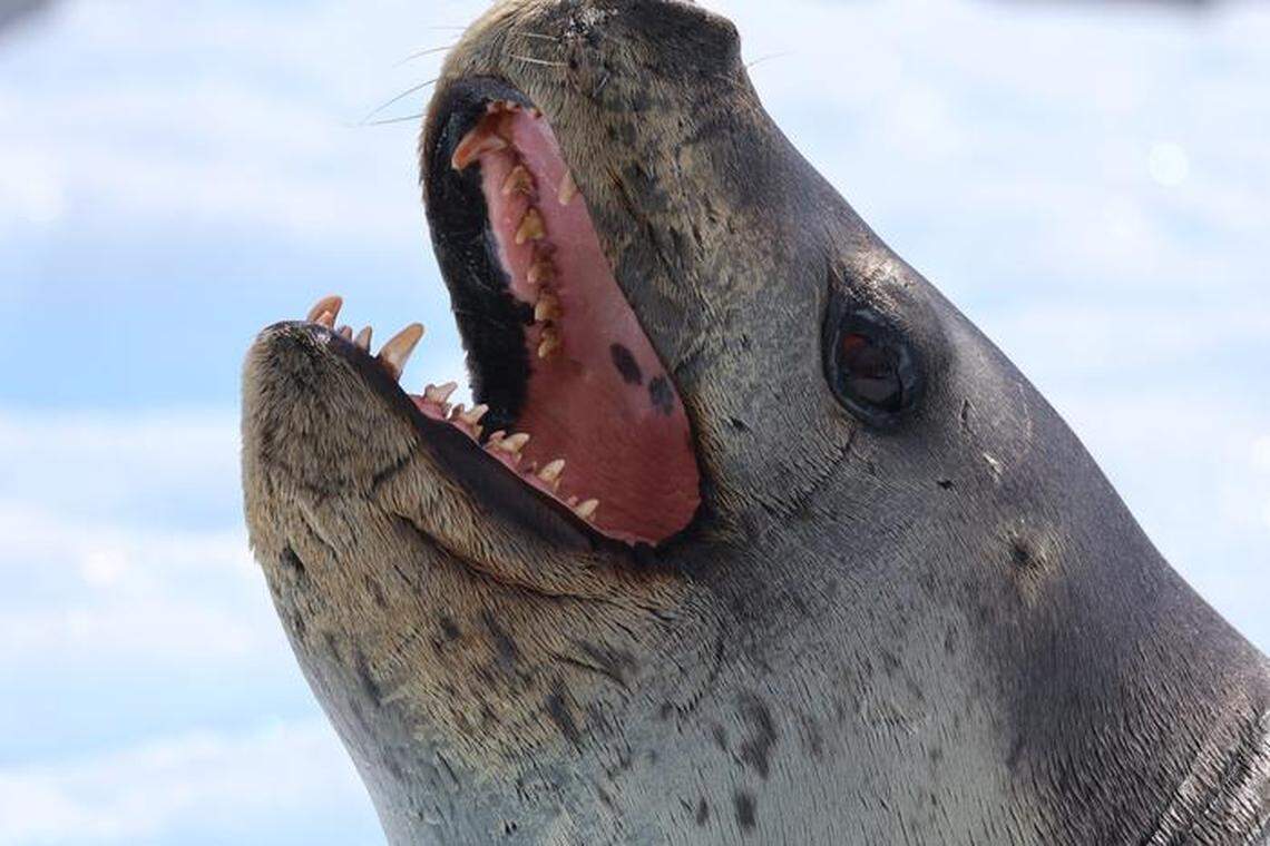 Leopard seals living on the Western Antarctic Peninsula appeared to have prey preferences despite there being multiple sources.