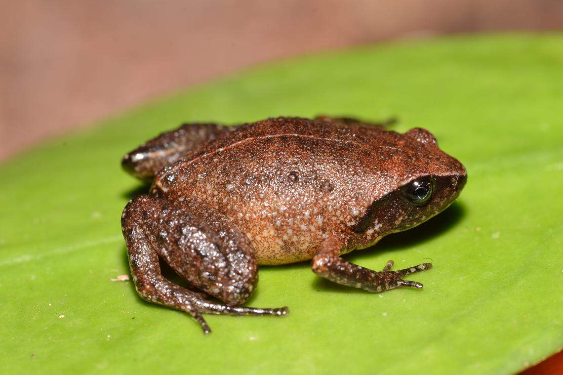 The frogs have a ridge along their spines, researchers said.