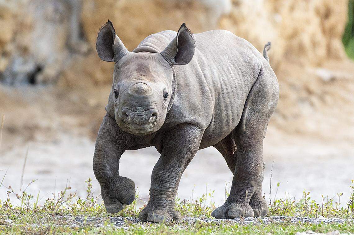 The newborn black rhino takes some of his first steps at Zoo Miami after his birth on Feb. 24, 2021.