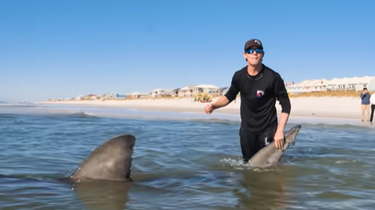 coastal worldwide great white shark catch
