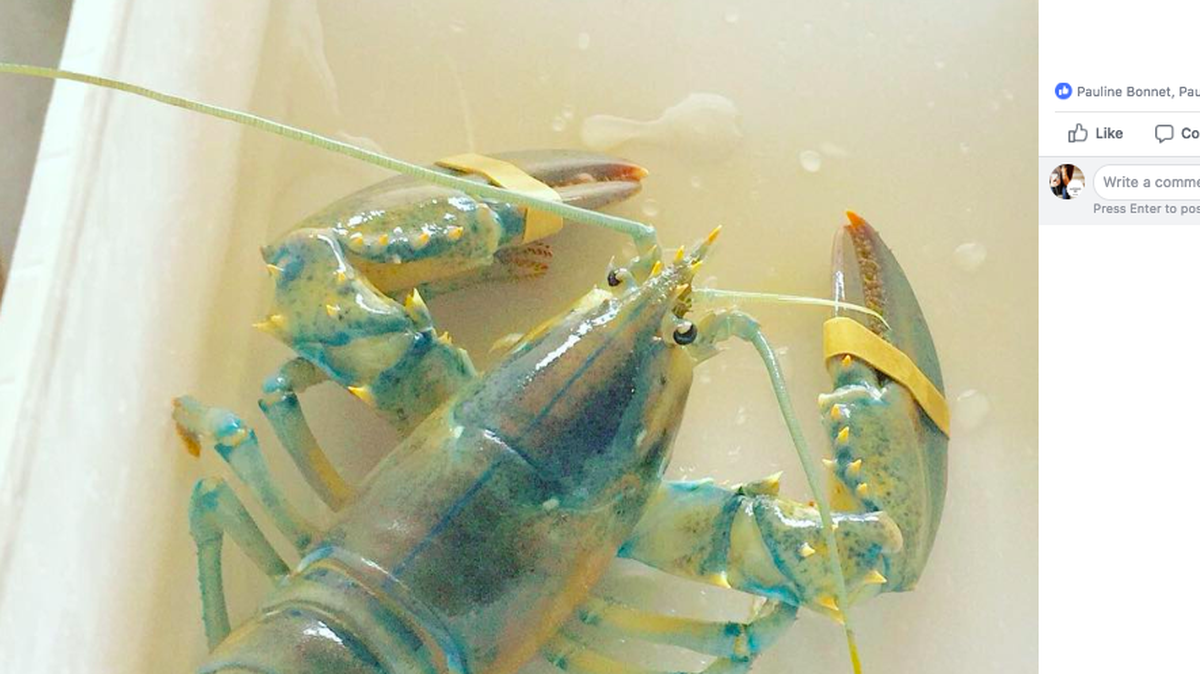 A Portland, Maine restaurant called Scales found a super rare “cotton candy” lobster in their tank, and rowed it out to sea to set it free, earning praise on social media. A similar lobster was found earlier in 2018.