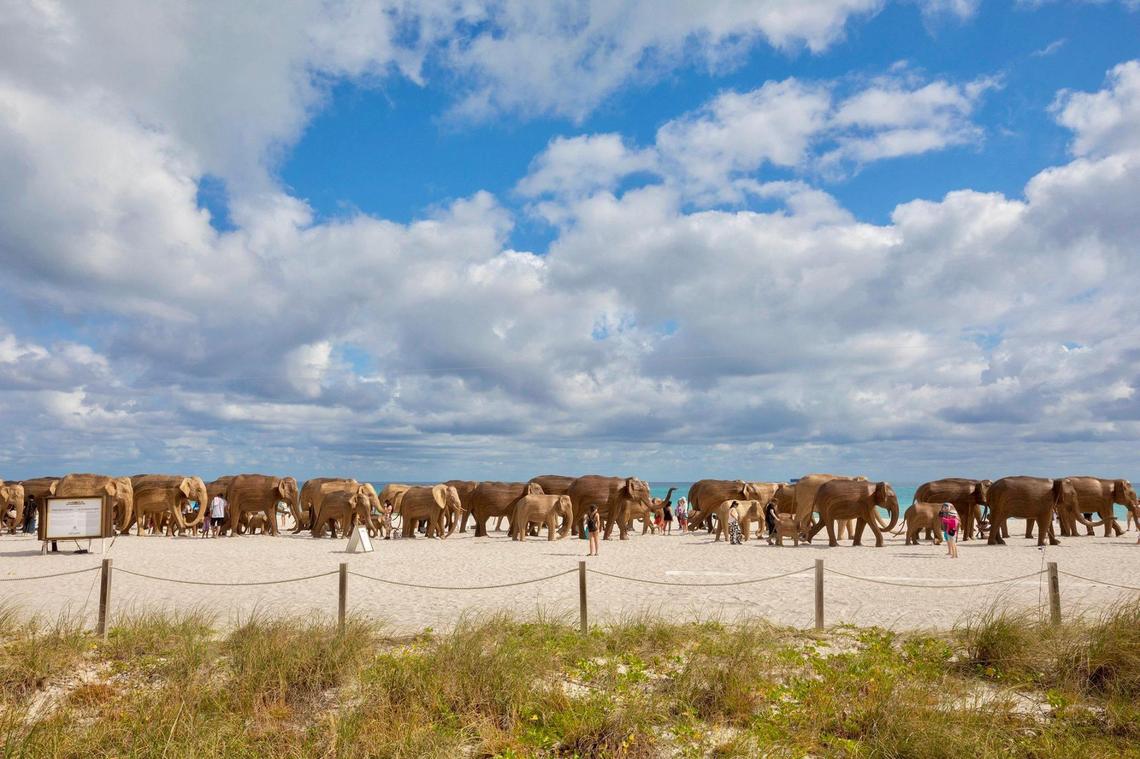 From a distance, the Great Elephant Migration looks like a real herd of elephants. Situated on Miami Beach near 36th Street, the installation is up through Miami Art Week to bring awareness to conservation efforts.