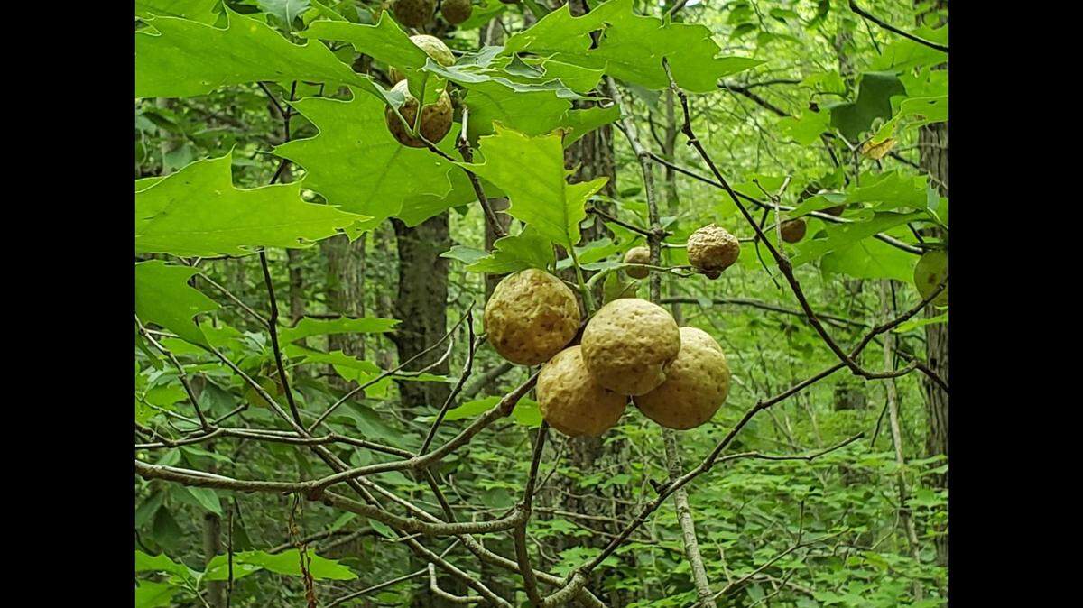 Something akin to Christmas balls are showing up in trees throughout Connecticut, and state officials are warning viewers the festive decorations are actually communities of wasps.