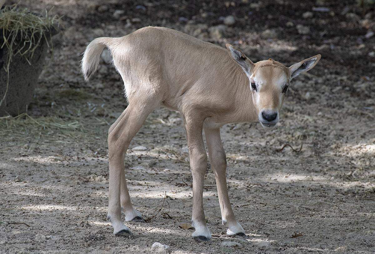 Pictured is an Addax born at Zoo Miami during the first week of July 2019.
