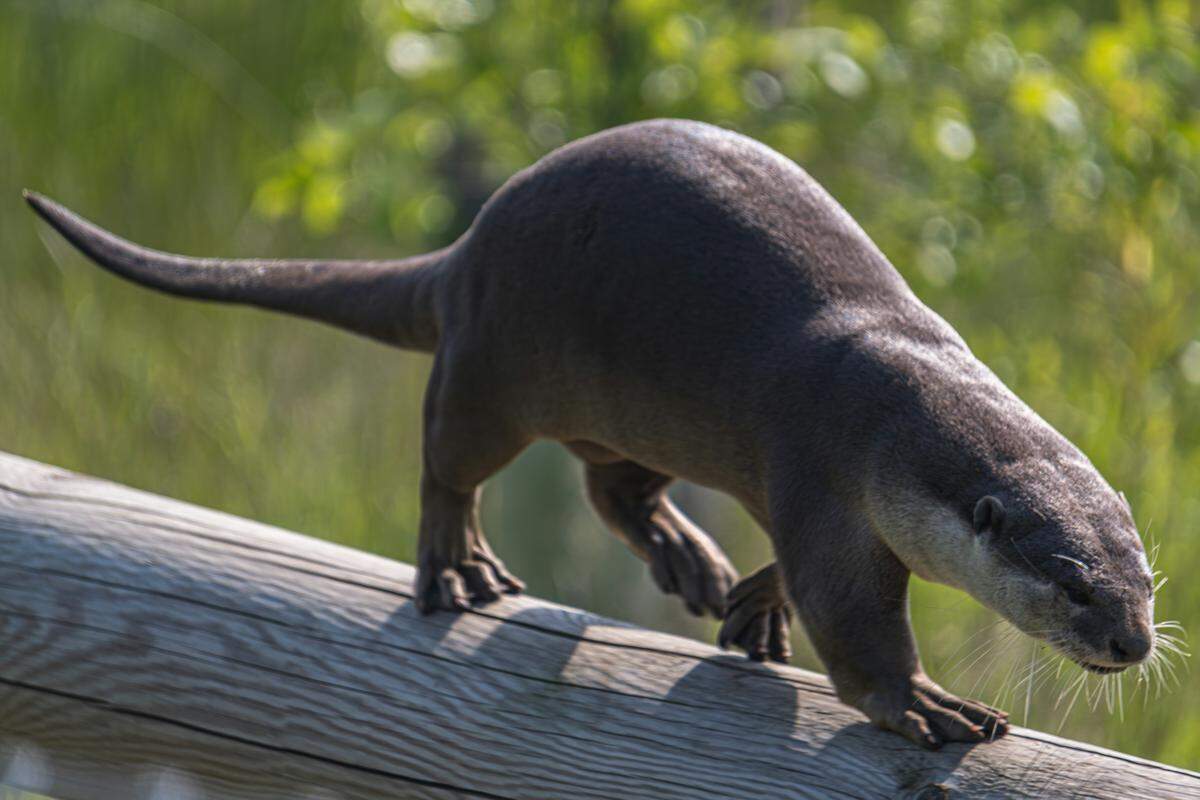 Smooth-coated otters can grow up to 4 feet long.