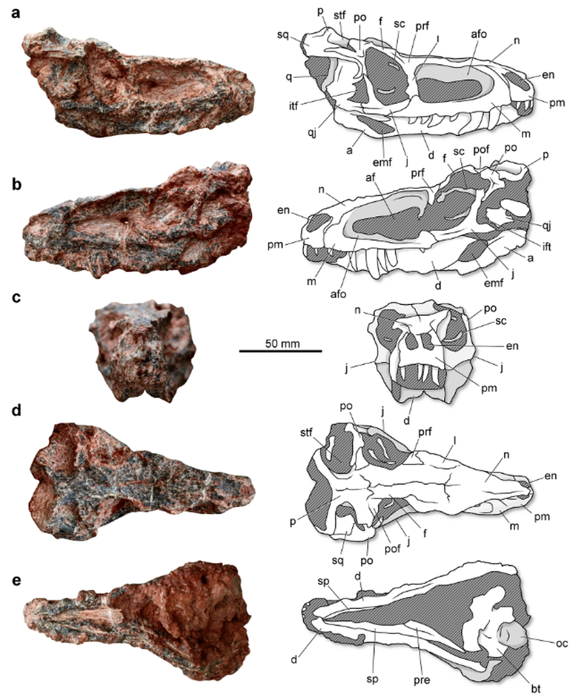 A full skull, though poorly preserved, helped researchers identify the small, crocodile-like creature.