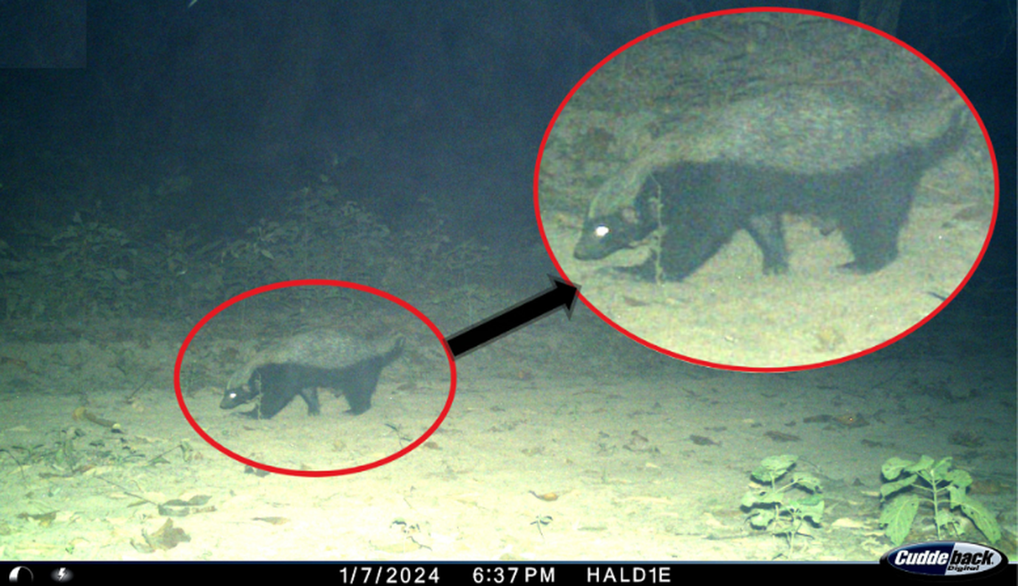 Honey badgers are typically solitary, though cubs will forage with their mothers and they can hunt in pairs during mating season, researchers said.