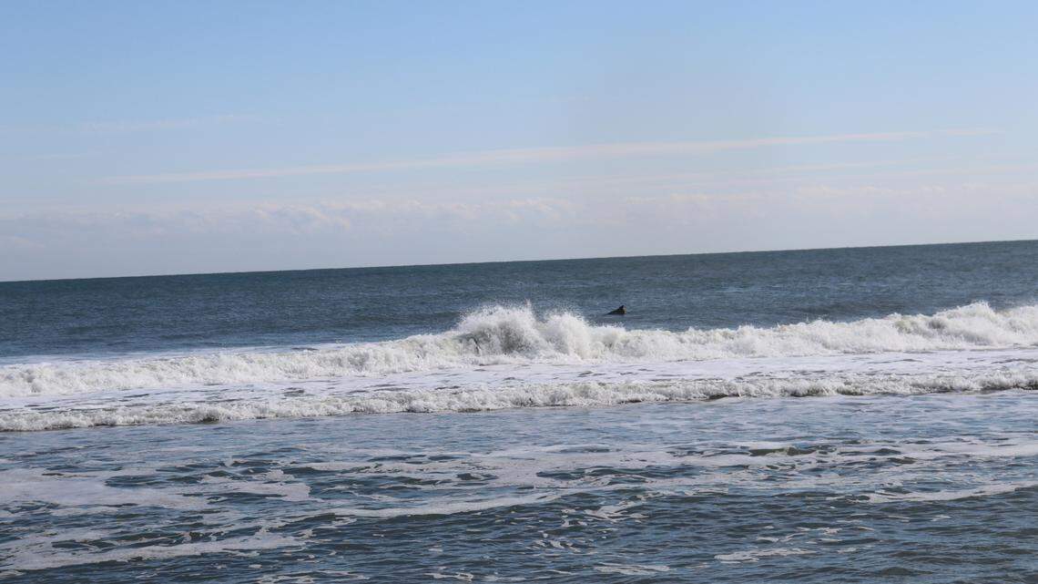 Many shark species migrate along the East Coast, often in pursuit of “prey such as mullet, sardines, menhaden, and other species of baitfish,” The Florida Fish and Wildlife Conservation Commission says.
