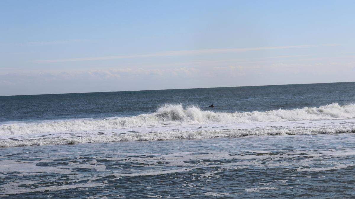 Many shark species migrate along the East Coast, often in pursuit of “prey such as mullet, sardines, menhaden, and other species of baitfish,” The Florida Fish and Wildlife Conservation Commission says.