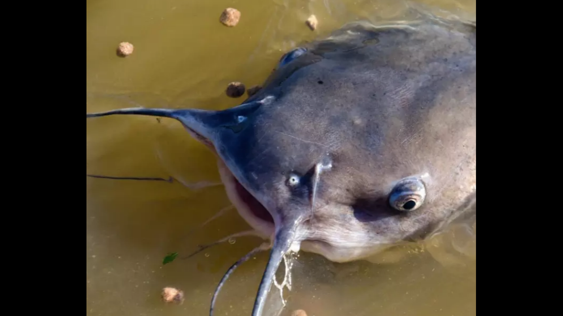 Channel Catfish are among those afflicted with the hole in the head disease. It is not transferable to humans, experts say.