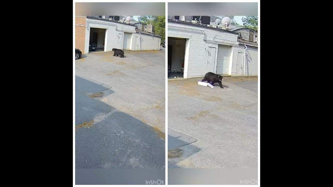 A black bear barged into a Connecticut bakery, scaring employees and devouring cupcakes.