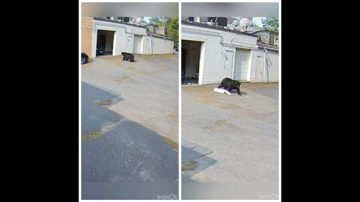 A black bear barged into a Connecticut bakery, scaring employees and devouring cupcakes.