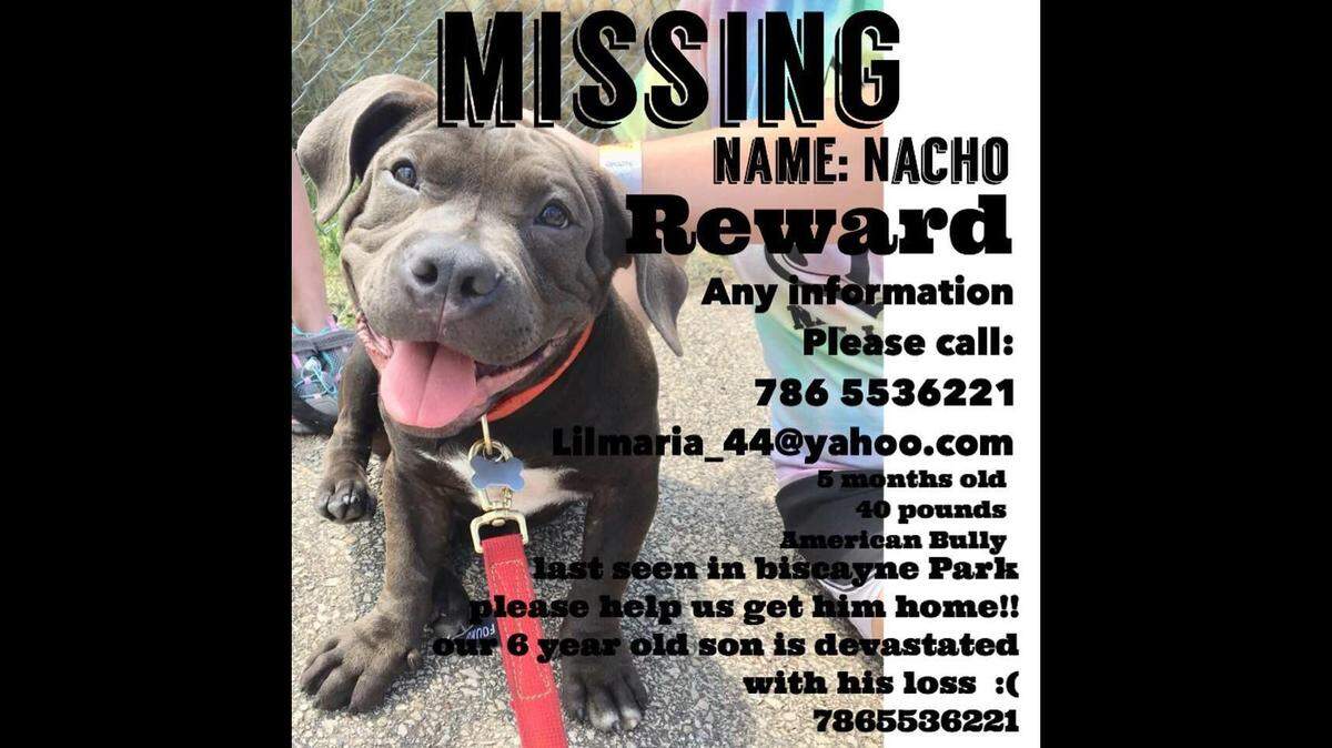 Flier for missing dog, Nacho.