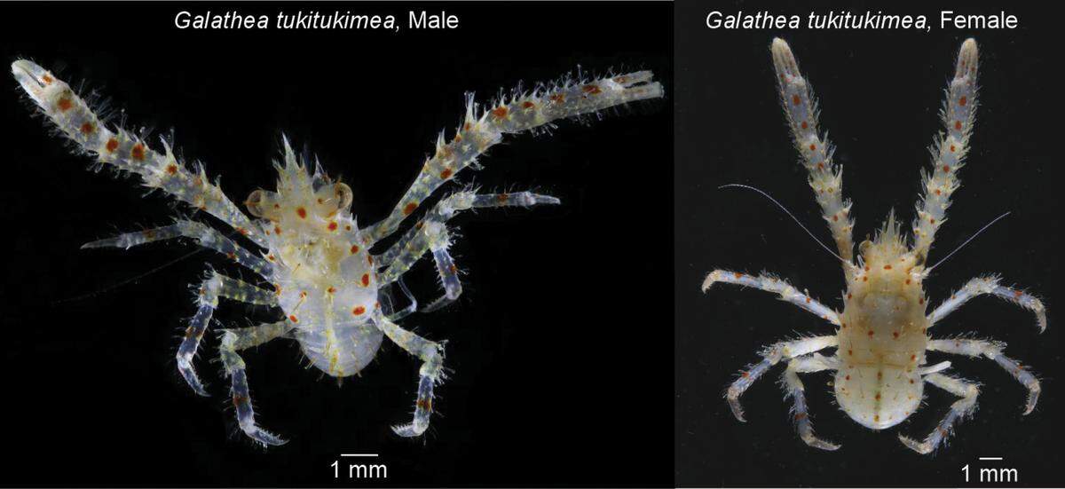 The red spots earned the new species its name, thanks to a Rapa Nui artist.